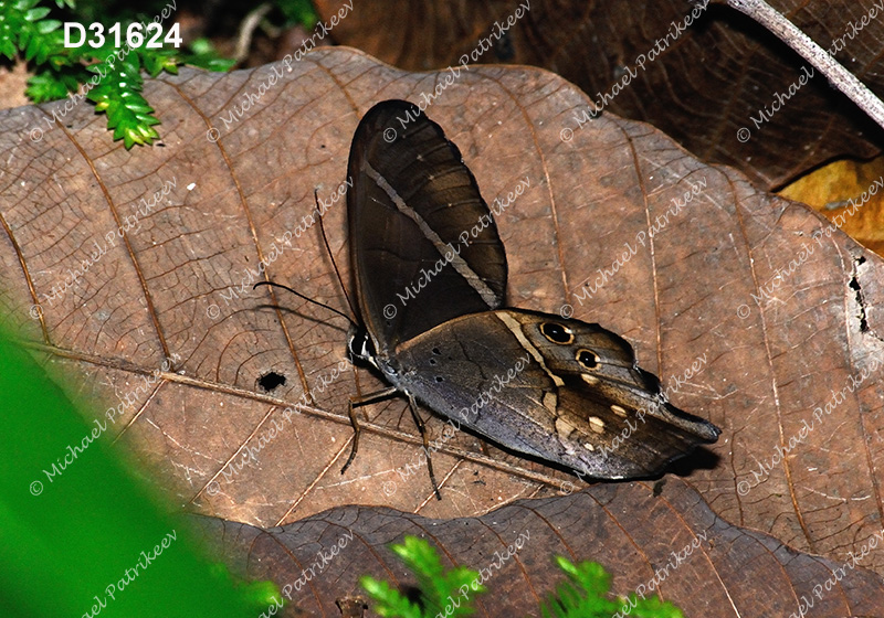 Pierella hyalinus